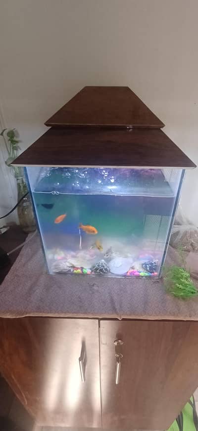 fish tank with fish, lights and filter