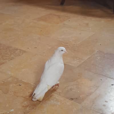 Sherazi fancy kabutar