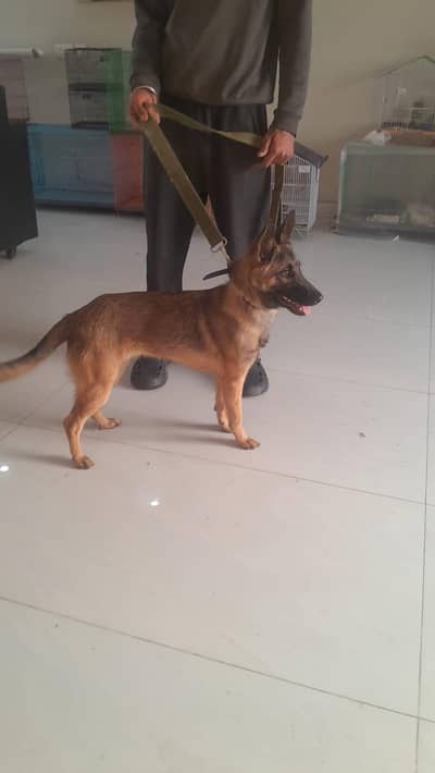 Balgium malinoise female