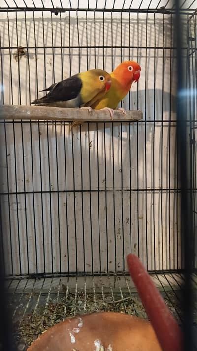 love birds pair breeder Java cocktail available for sale
