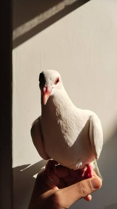 Fancy pigeon
