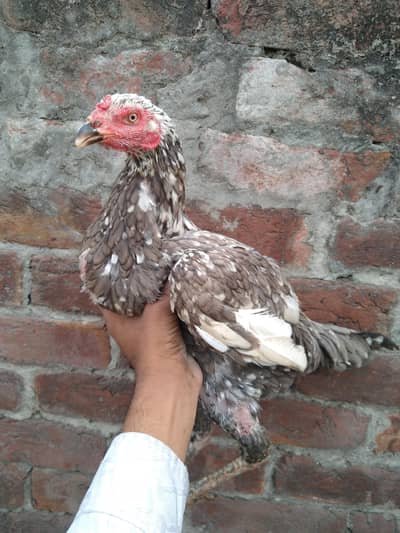 PAKOYA VAITNAM AVAILABLE 8 MONTH