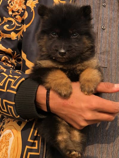 Proper long coat heavy bone structure black marks show quality garman