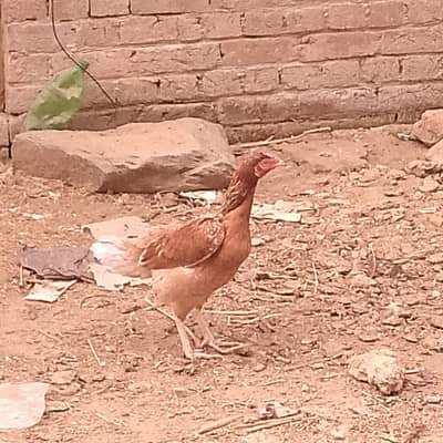 Aseel Murgian for sale