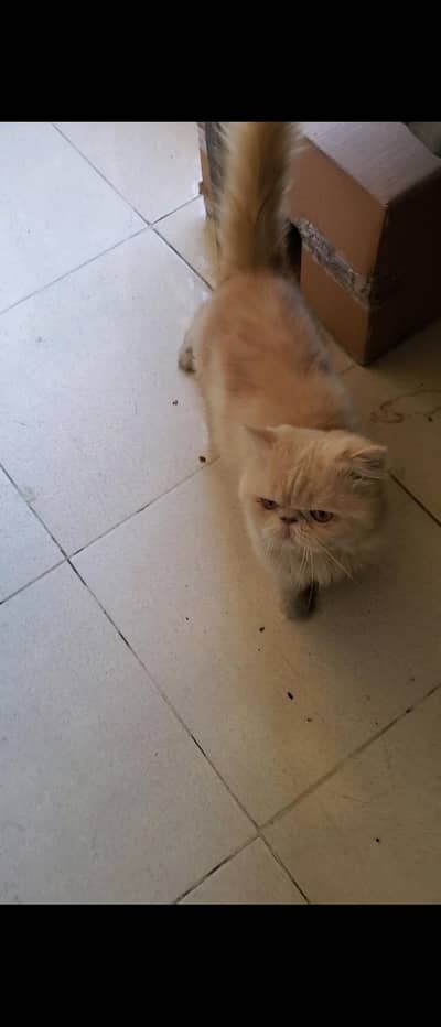 peki piki peke male cat