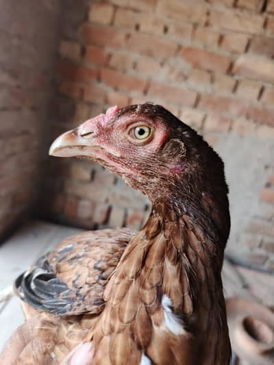 pure miawali Bloodline