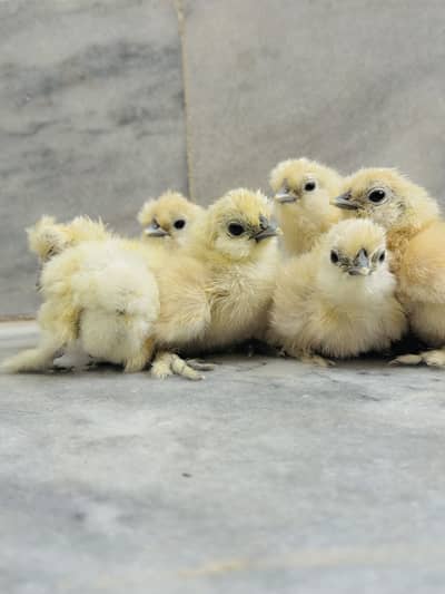 Silkie Chicks available For Sale Import Quality