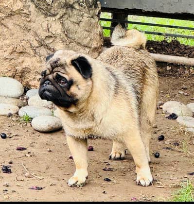 top quality kcp pedigree pair available