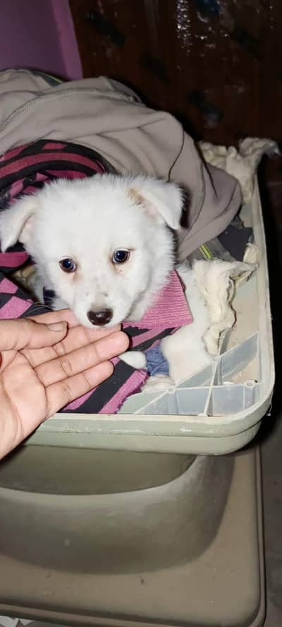 Russian  female dog for sale