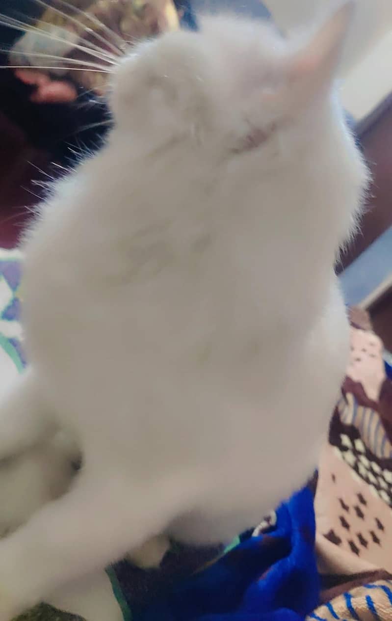 Persian Cat 5