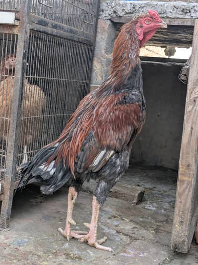 High quality assel setup for sale