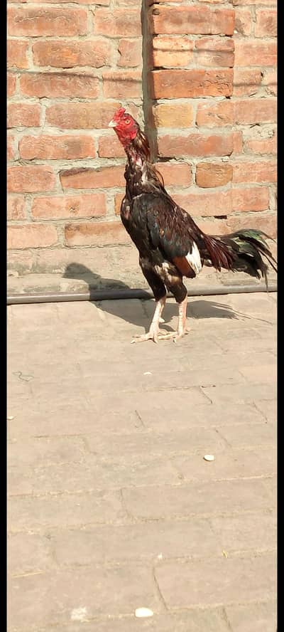 Pure aseel Miyawali murga