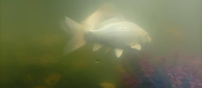 white koi fish
