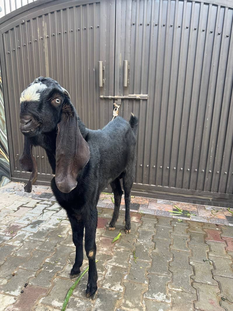 امبرسری بیتلُ بریڈر فار سیل 1