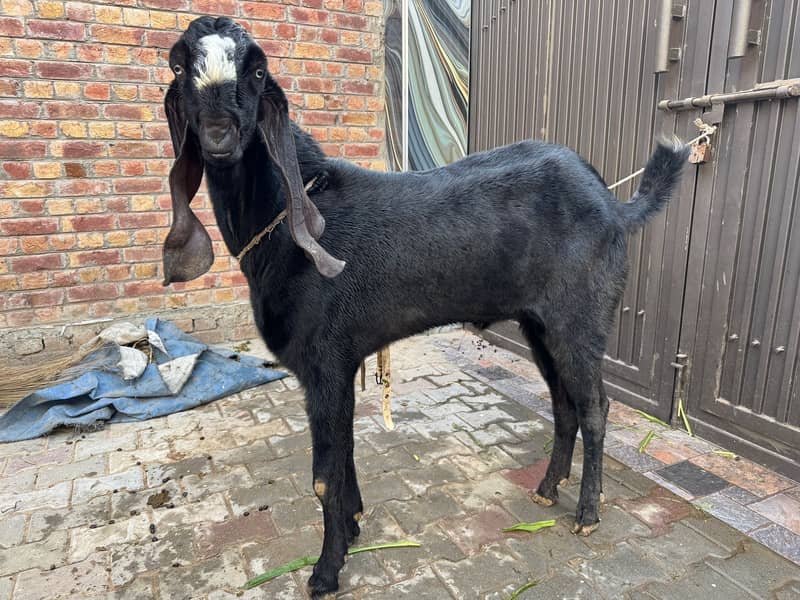 امبرسری بیتلُ بریڈر فار سیل 2