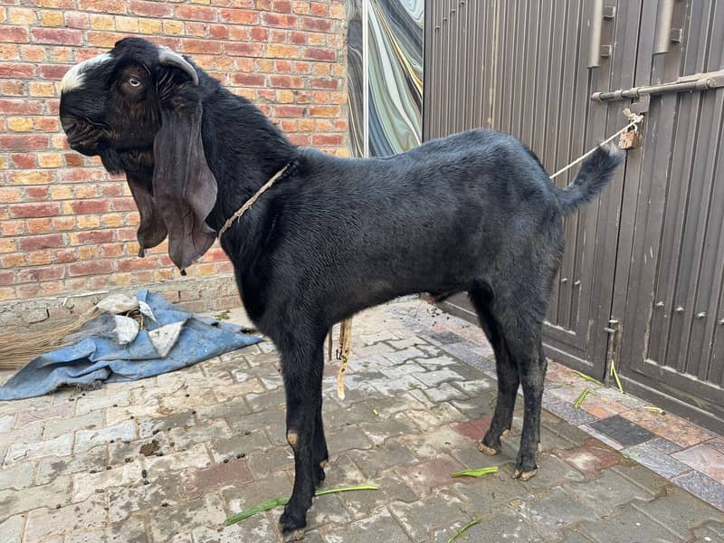 امبرسری بیتلُ بریڈر فار سیل 3