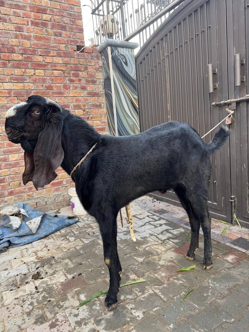 امبرسری بیتلُ بریڈر فار سیل 5