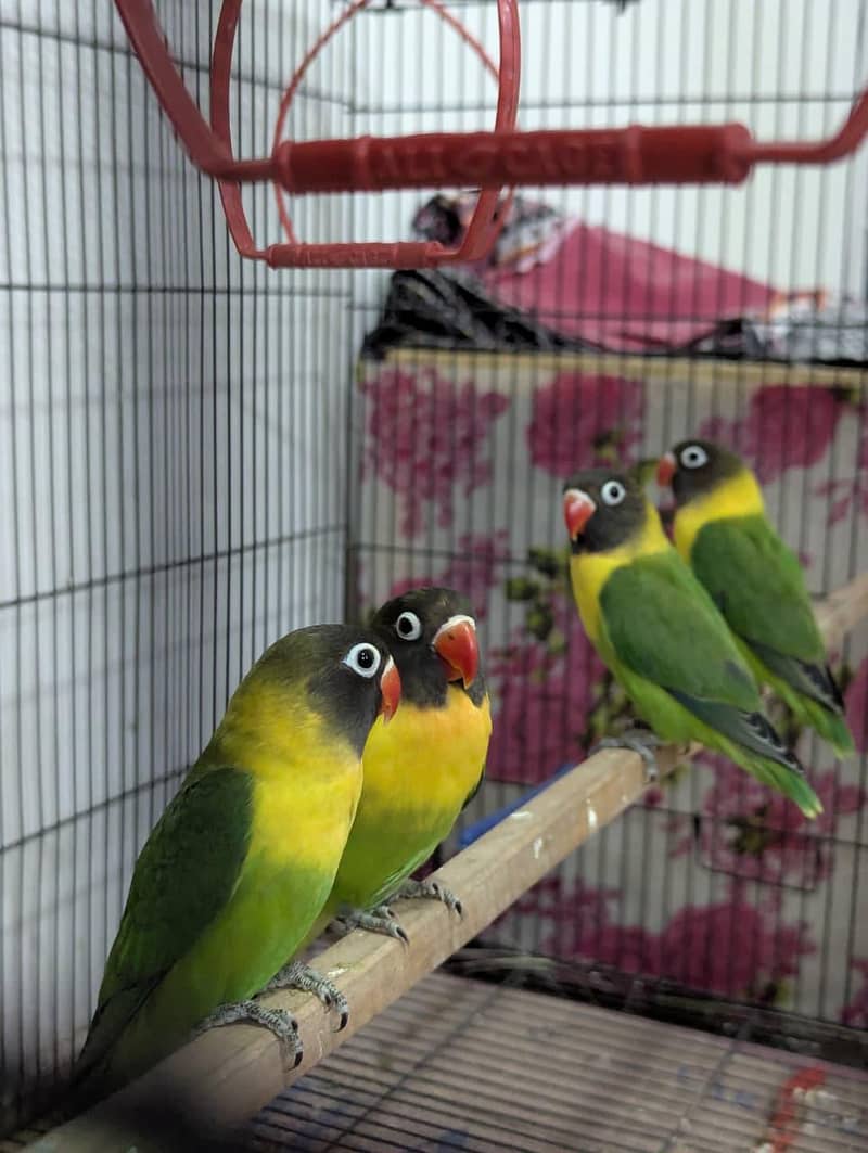 black mask yellow chest Holland breed - Parrots - 1109143188