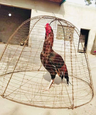 High quality rata murga