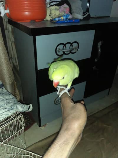 pinjare k 7. le jay    bol ne. laga h. kuch kuch