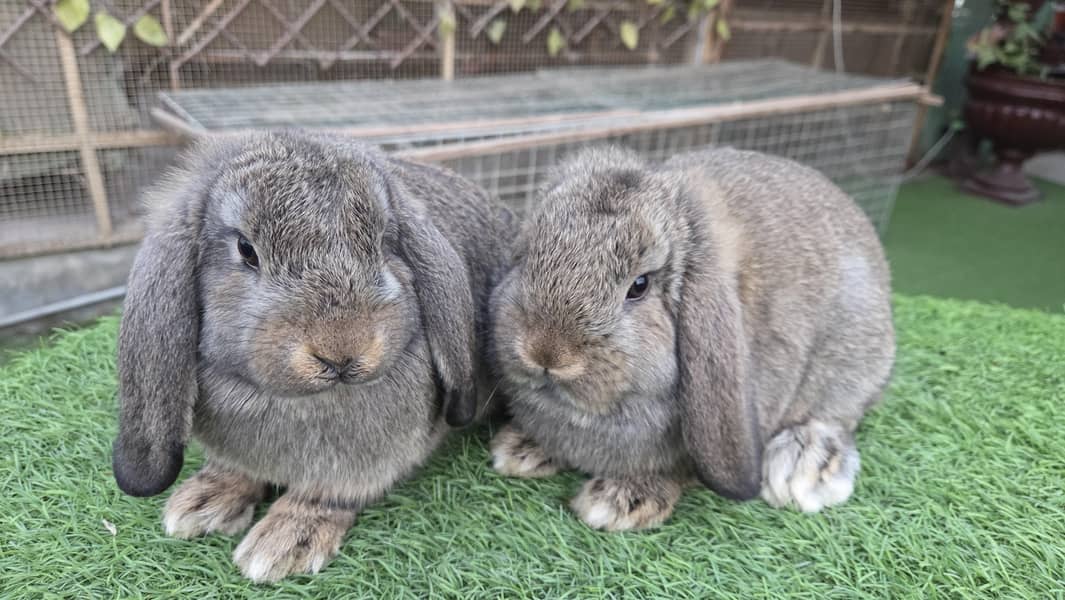 German Lops Rabbits - Rabbits - 1109146753