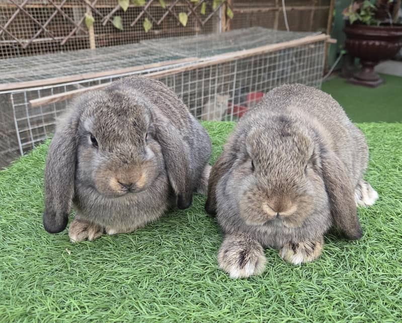 German Lops Rabbits - Rabbits - 1109146753