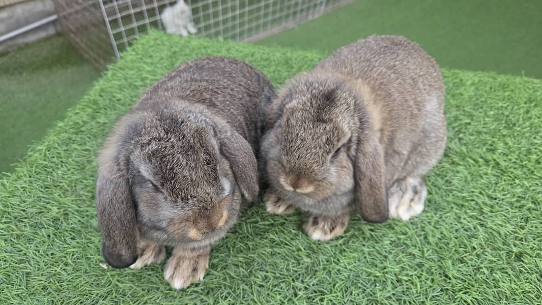 German Lops Rabbits - Rabbits - 1109146753