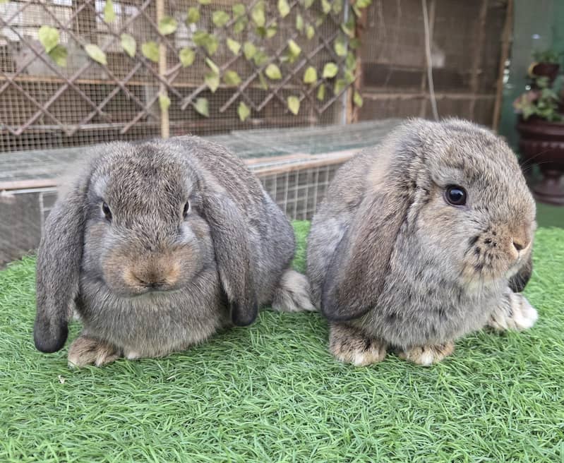 German Lops Rabbits - Rabbits - 1109146753