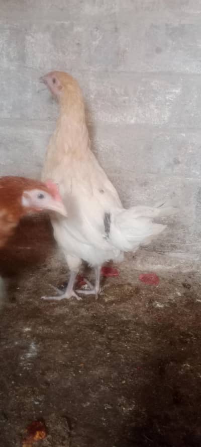 Golden Misri Hen Male Female Healthy active hain Urgent Sell krraha ho