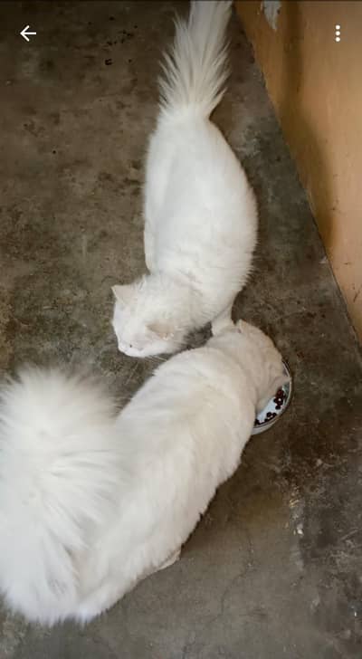 Persian cat male and female with 4 kids blue eyes