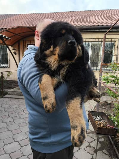 IMPORTED TIBETAN MASTIFF PUPPIES AVAILABLE FOR SALE