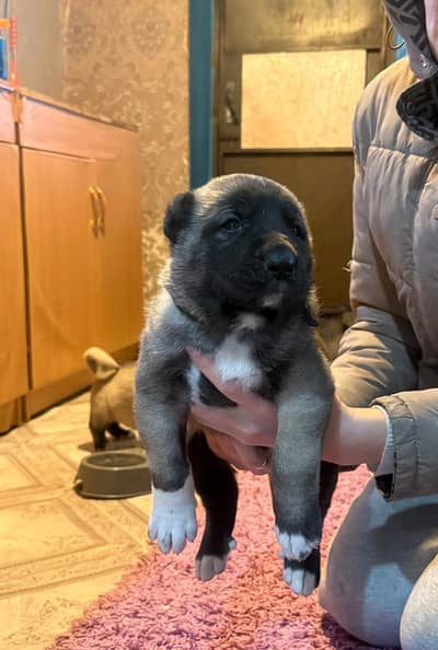 IMPORTED KANGAL XL SIZE PUPPIES AVAILABLE FOR SALE