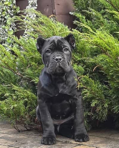 IMPORTED CANE CORSO PUPPIES | EXTREME QUALITY | AVAILABLE