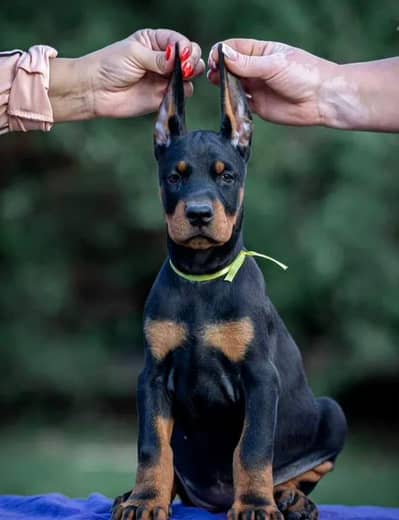 IMPORTED EUROPEAN DOBERMAN PUPPIES AVAILABLE FOR SALE