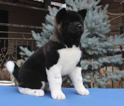 IMPORTED AMERICAN AKITA PUPPIES / TOP OF THE LINE AVAILABLE