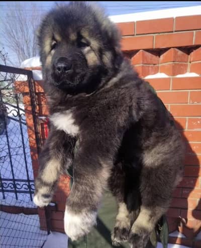 IMPORTED CAUCASIAN SHEPHERD | EXTREME QUALITY PUPPIES AVAILABLE