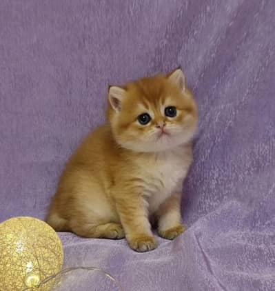 IMPORTED BRITISH SHORTHAIR KITTENS AVAILABLE | HIGH QUALITY