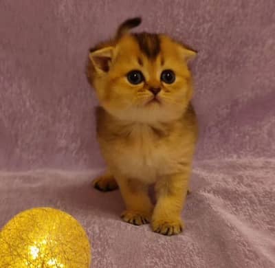 IMPORTED BRITISH SHORTHAIR KITTENS AVAILABLE | HIGH QUALITY