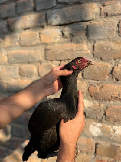 aseel madiya | pathiya for sale