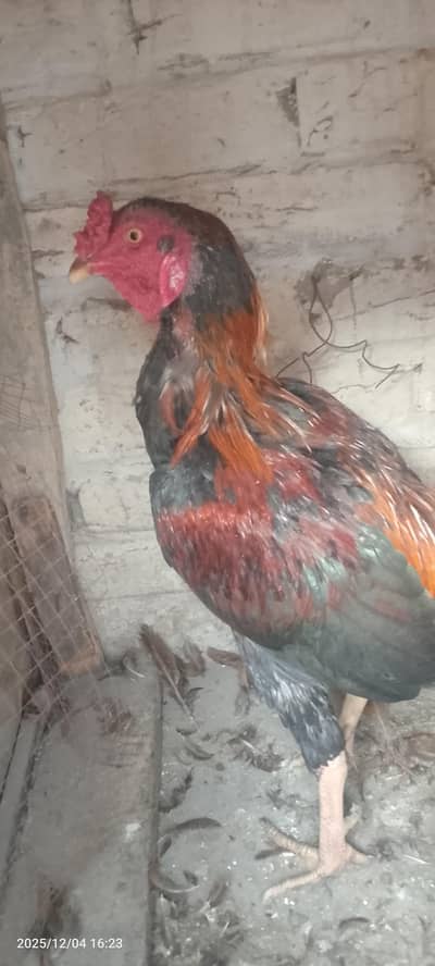 aseel male or female be hy or desi be hai