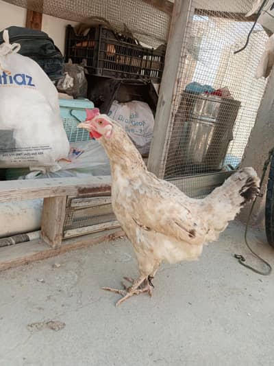 Urgent sale murgi egg lying