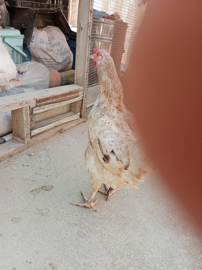 Urgent sale murgi egg lying 1