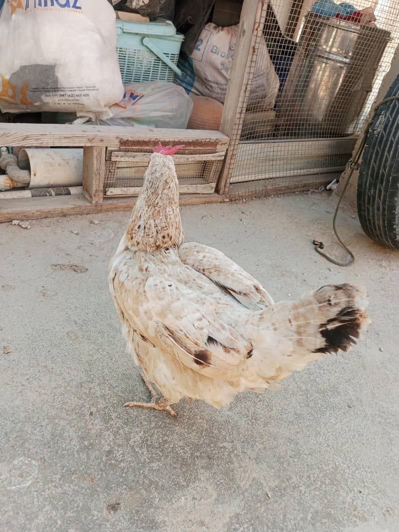 Urgent sale murgi egg lying 3