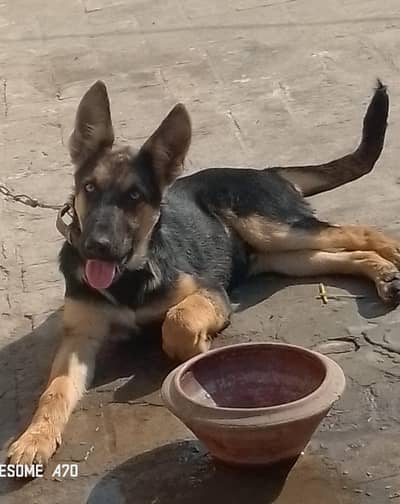 jerman shepherd dog for sale urjent