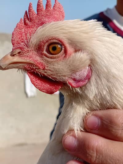 Multicolor farmi desi hen for sale
