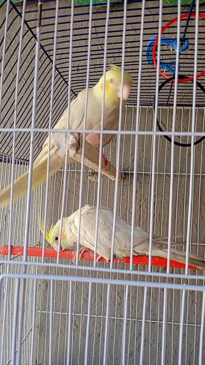 cocktail female red aye