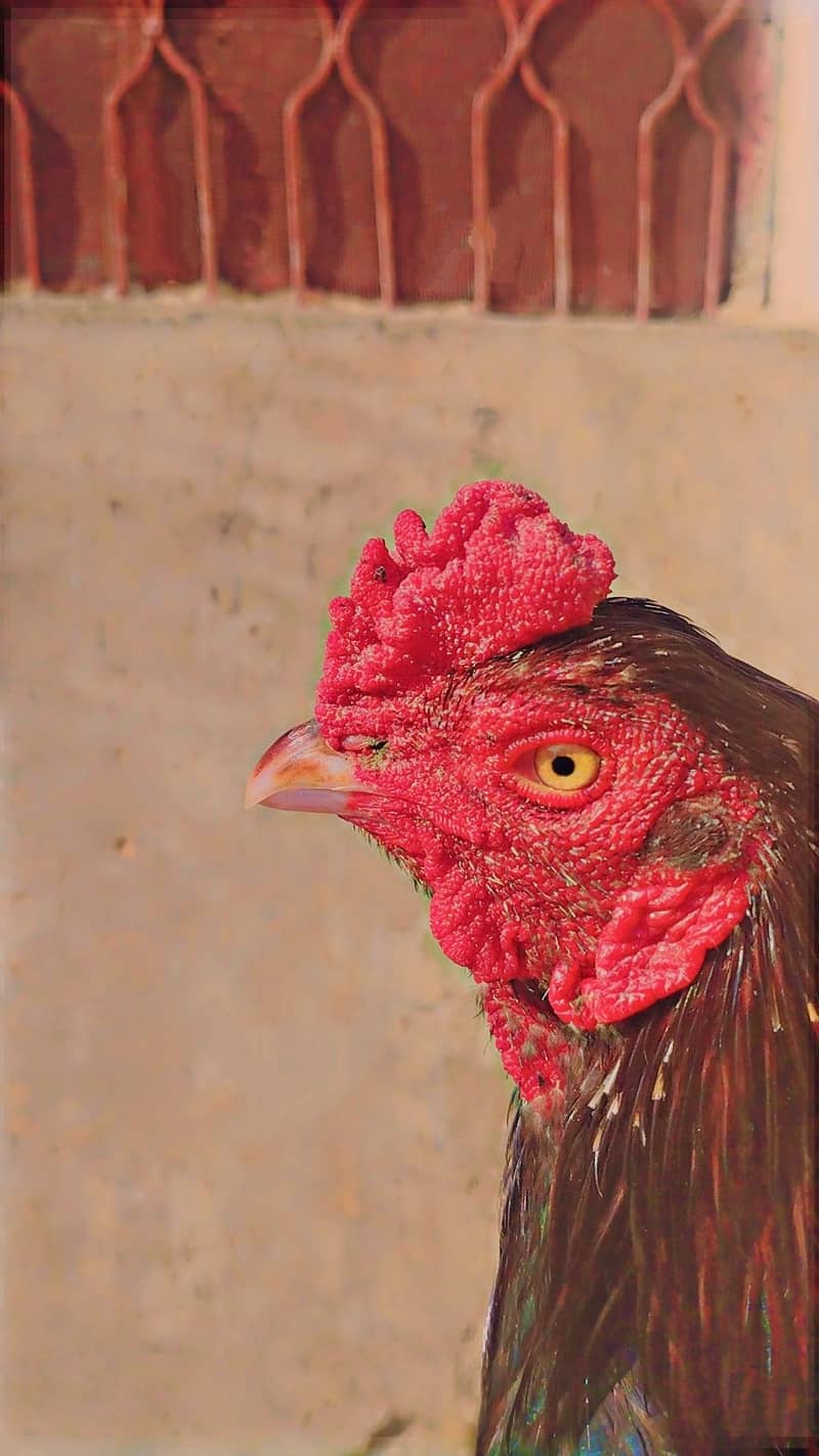 aseel miamwali rooster 0