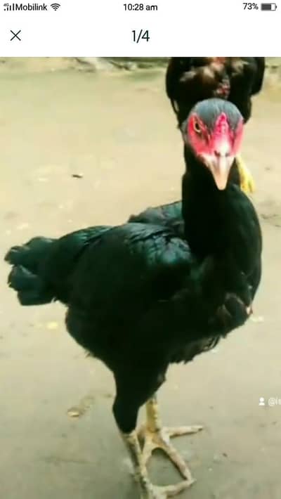 aseel murgi Ko bechna Hai