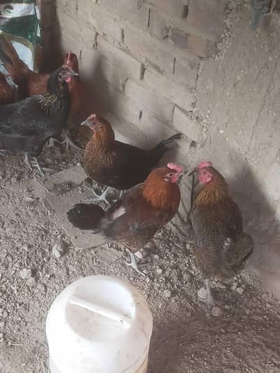 ALL MIX MISRI TOTAL 24, 22 FEMALE,  2 MALE ,