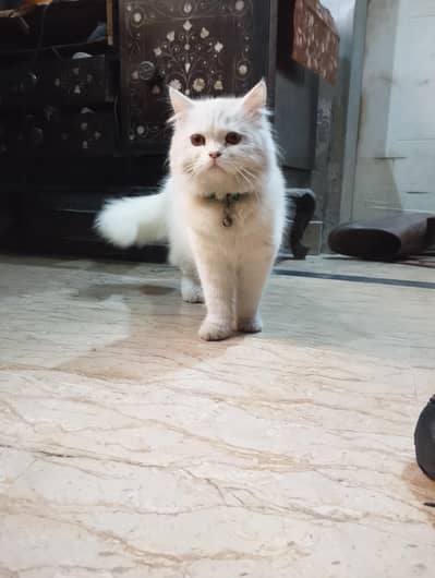 Female Persian Kitten